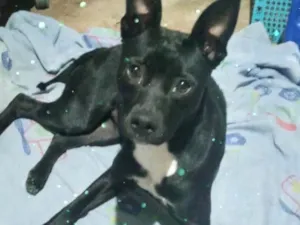 Cachorro raça Srd idade 7 a 11 meses nome Alina bb10meses 