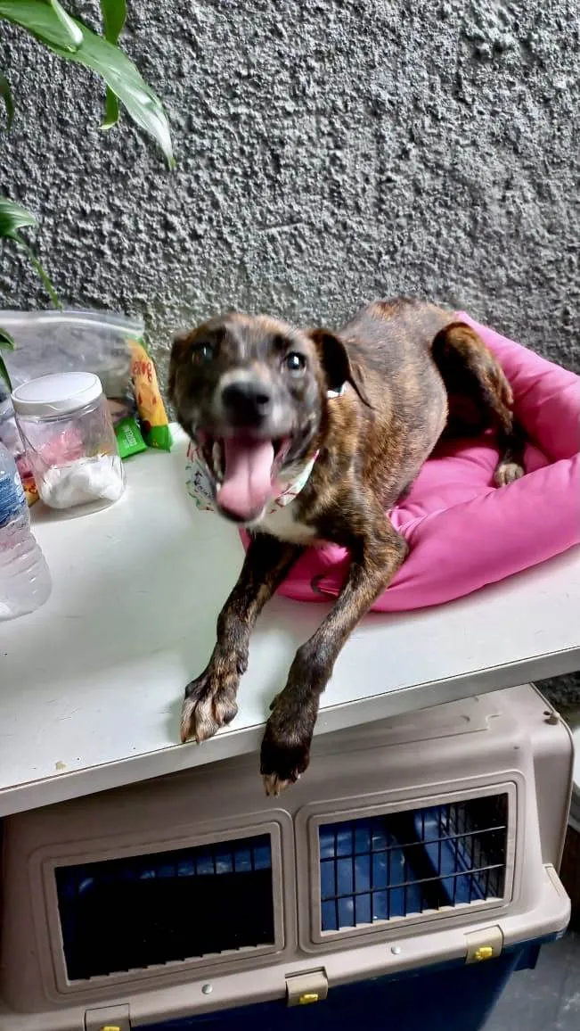 Cachorro raça Pinscher com srd idade 7 a 11 meses nome Molly 9meses porte P