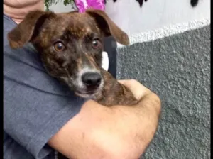 Cachorro raça Pinscher com srd idade 7 a 11 meses nome Molly 9meses porte P