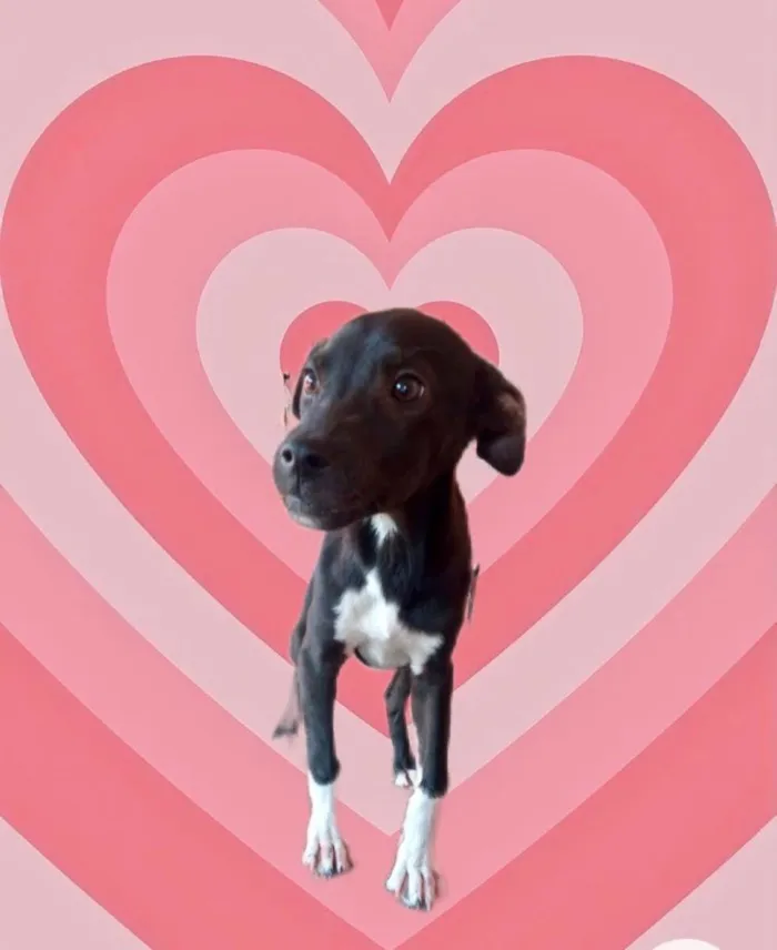 Cachorro raça Srd idade 7 a 11 meses nome Leo bb8meses 