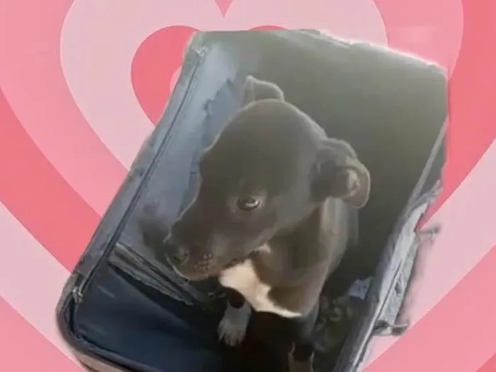 Cachorro raça Srd idade 7 a 11 meses nome Leo bb8meses 