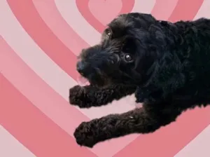 Cachorro raça Poodle  idade 1 ano nome Bob Poodle Urgente 