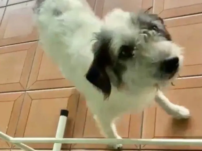 Cachorro raça Srd idade 2 anos nome Marley Urgente 