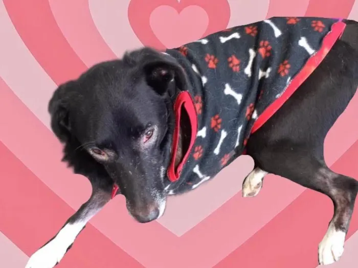 Cachorro raça Srd  idade 2 anos nome Billy amor especial 