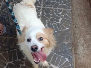 Cachorro raça Srd idade 1 ano nome Thor lindo porte P