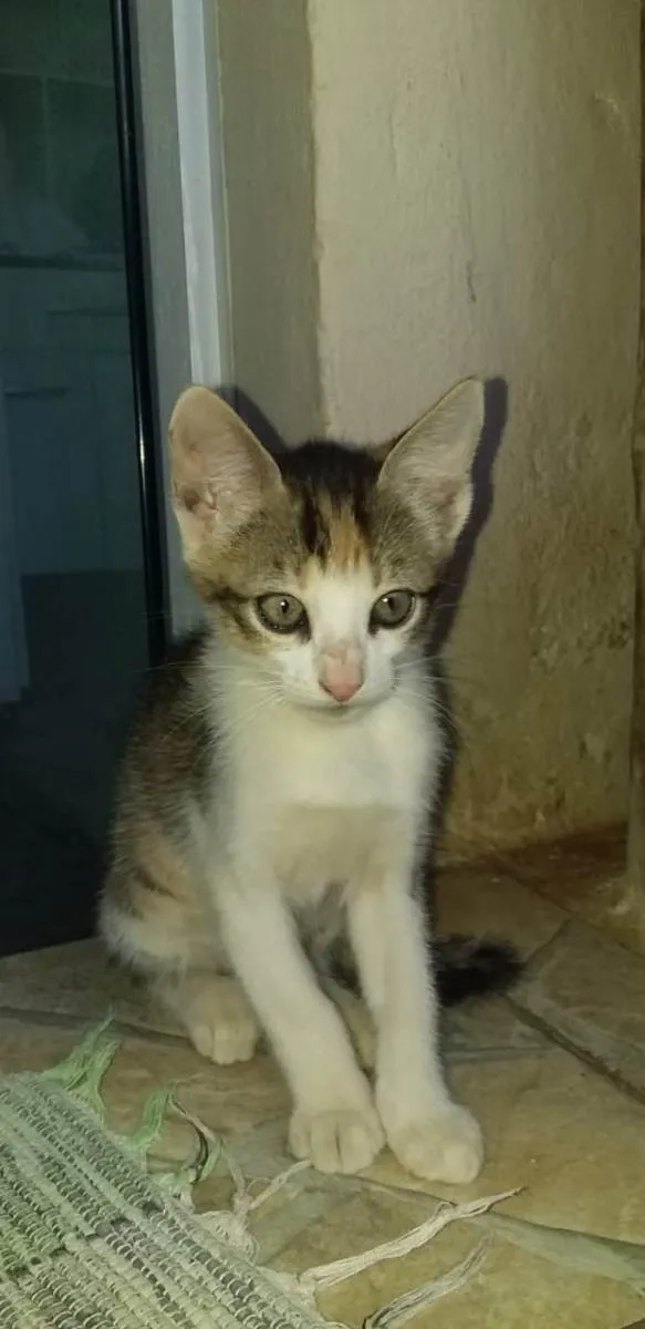 Gato raça  idade 2 a 6 meses nome Sem nome