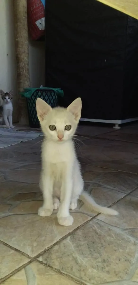 Gato raça  idade 2 a 6 meses nome Sem nome