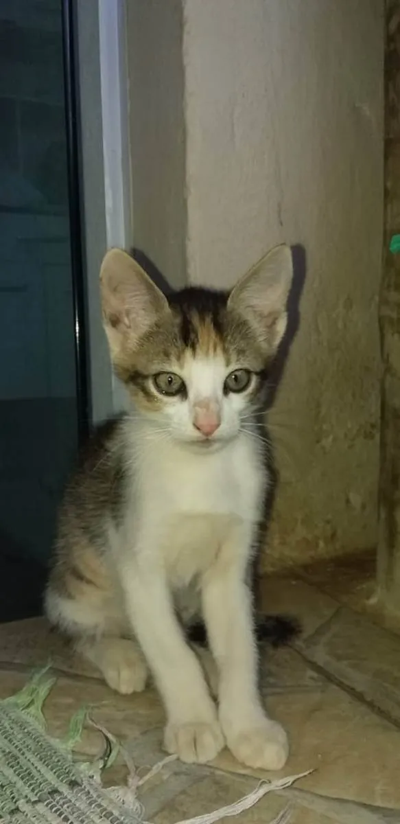 Gato raça  idade 2 a 6 meses nome Sem nome