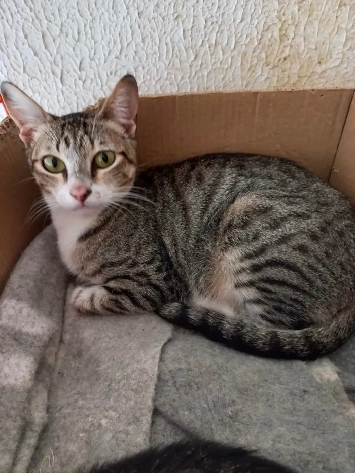 Gato raça Srd  idade 7 a 11 meses nome Colette bb11meses 