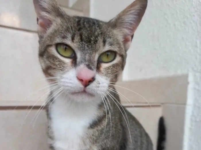 Gato raça Srd  idade 7 a 11 meses nome Colette bb11meses 