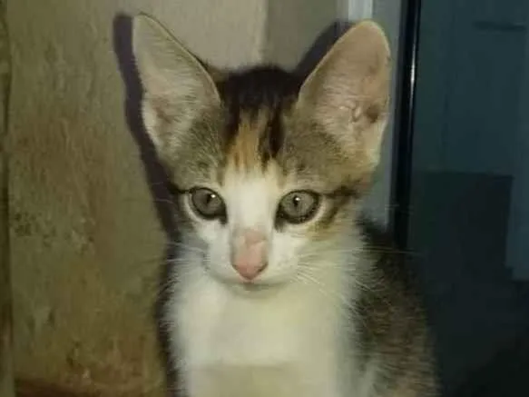 Gato raça  idade 2 a 6 meses nome Sem nome