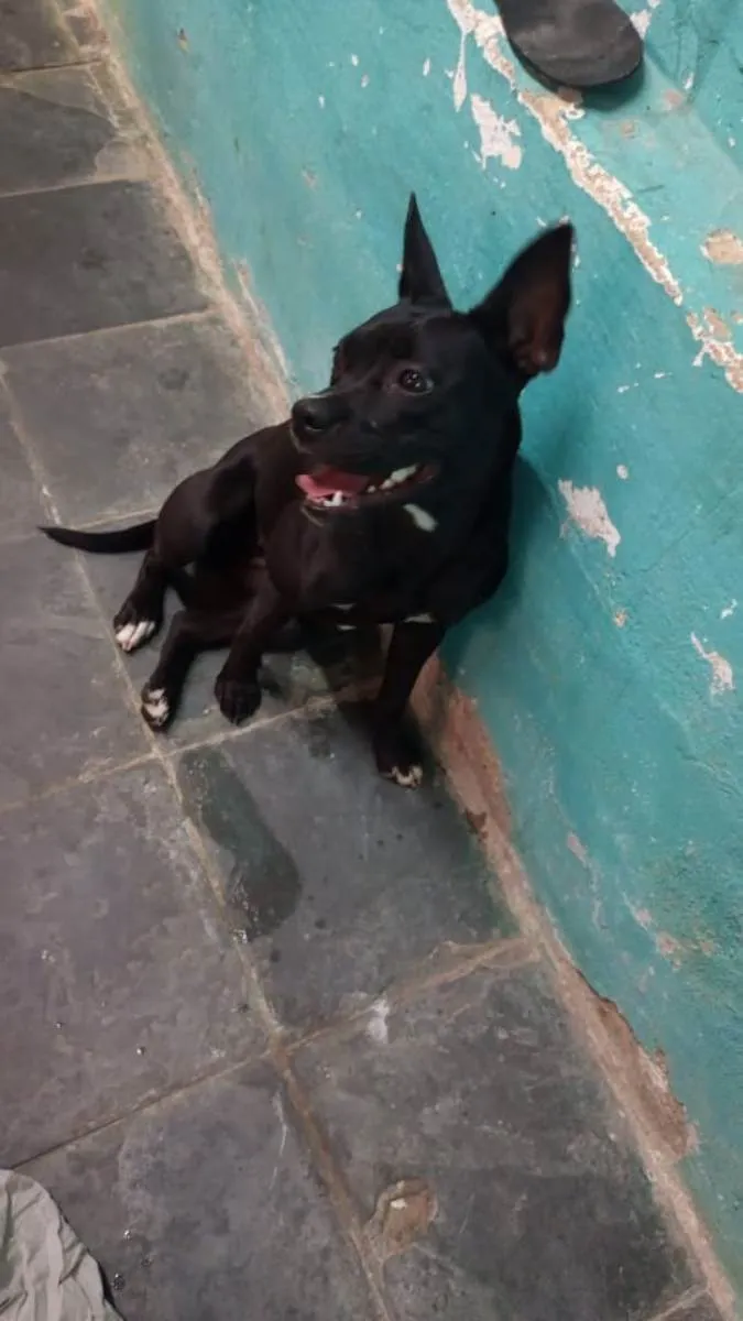 Cachorro ra a Pitbull  idade 1 ano nome Pantera