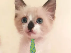 Gato raça Mestiço  idade 2 a 6 meses nome Theo 