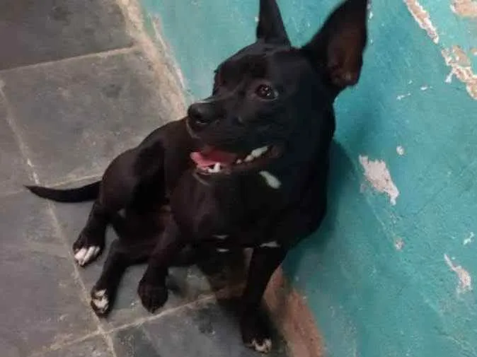 Cachorro ra a Pitbull  idade 1 ano nome Pantera