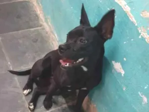 Cachorro raça Pitbull  idade 1 ano nome Pantera