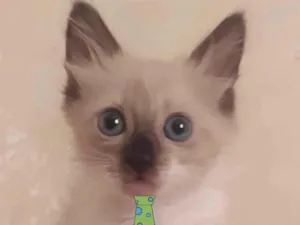Gato raça Mestiço  idade 2 a 6 meses nome Nick 