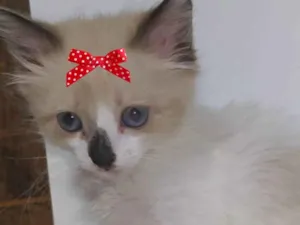 Gato raça Mestiça  idade 2 a 6 meses nome Jade 