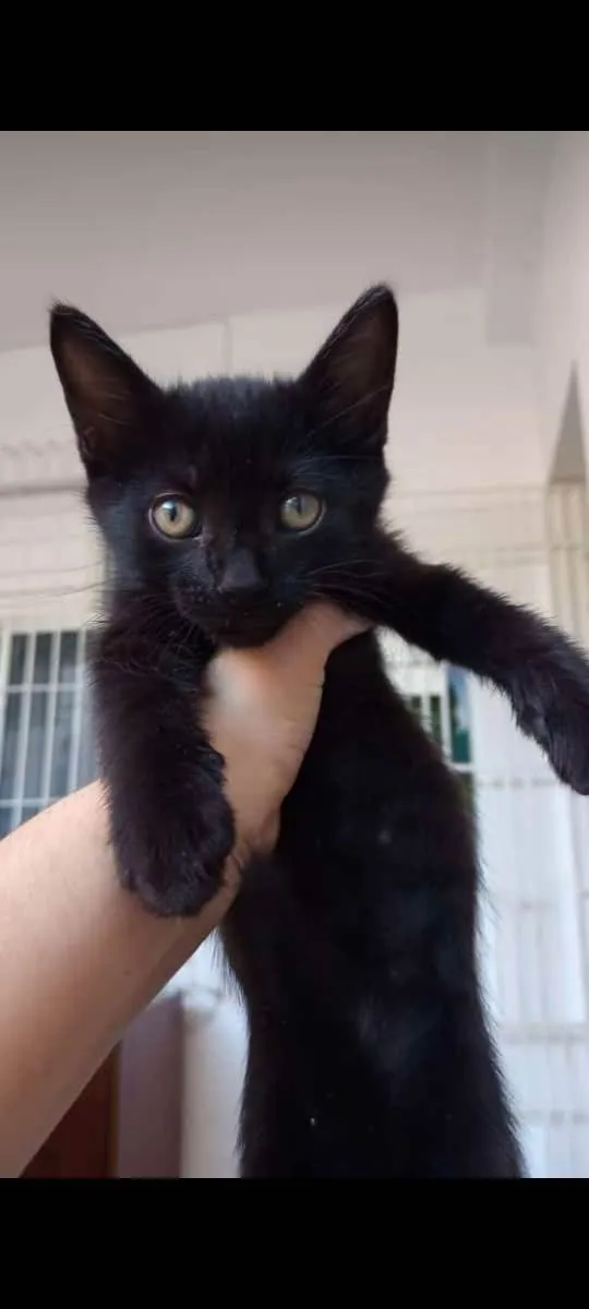 Gato ra a vira lata idade Abaixo de 2 meses nome filhote