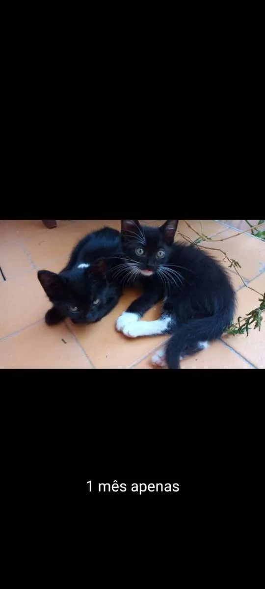 Gato ra a vira lata idade Abaixo de 2 meses nome filhote