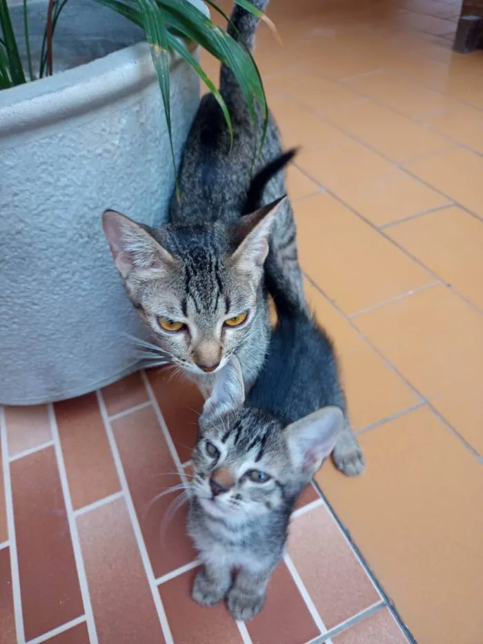 Gato ra a vira lata idade Abaixo de 2 meses nome filhote