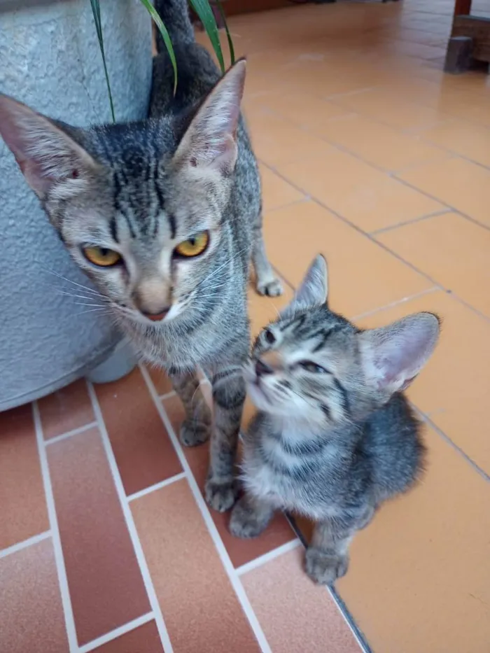 Gato ra a vira lata idade Abaixo de 2 meses nome filhote