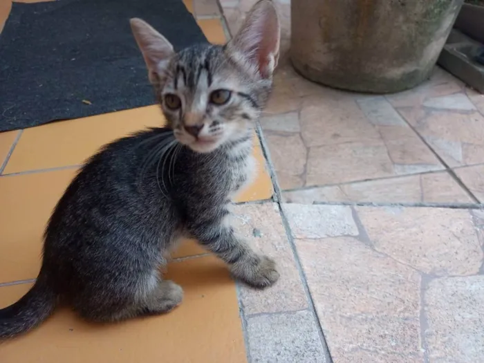 Gato ra a vira lata idade Abaixo de 2 meses nome filhote