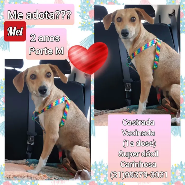 Cachorro raça SRD idade 2 anos nome Mel