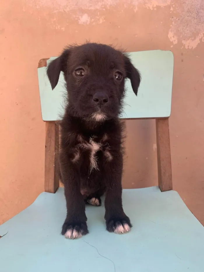 Cachorro ra a Não sabemos idade 2 a 6 meses nome Ainda não tem nome