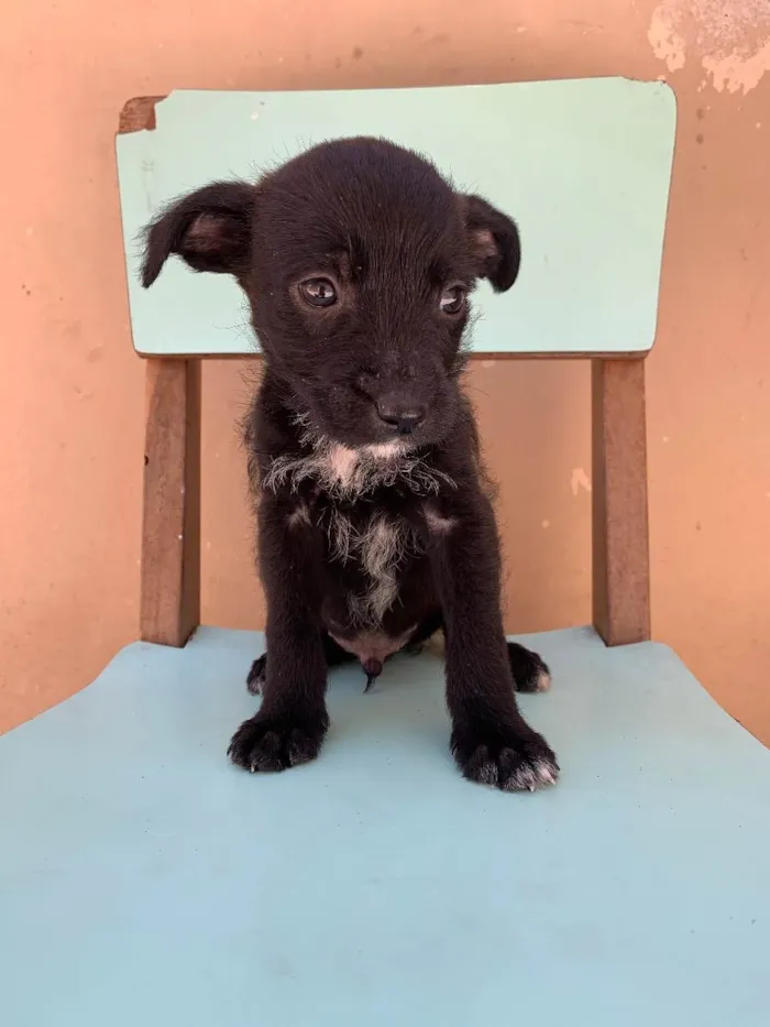 Cachorro ra a Não sabemos idade 2 a 6 meses nome Ainda não tem nome