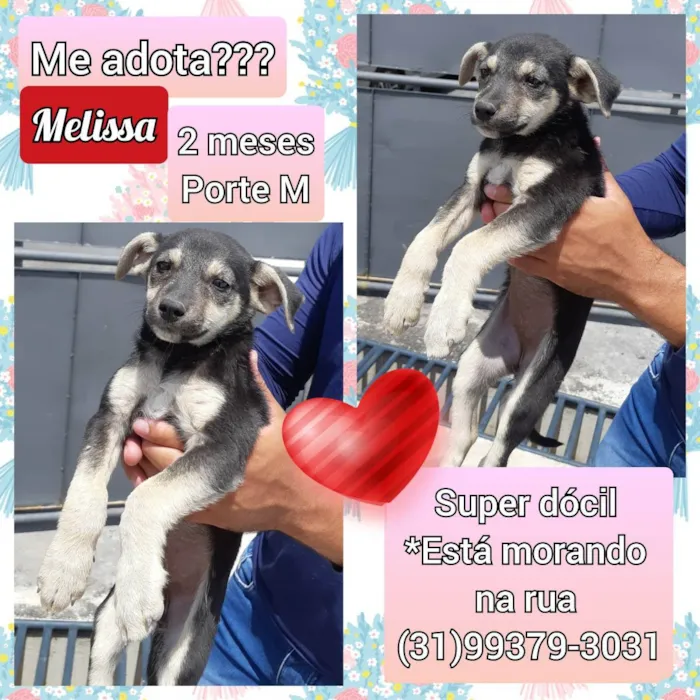 Cachorro raça SRD idade 2 a 6 meses nome Melissa