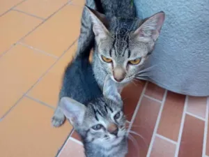 Gato raça vira lata idade Abaixo de 2 meses nome filhote