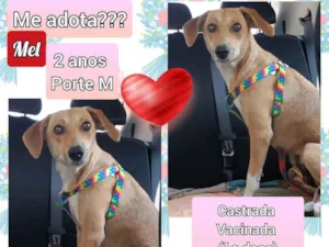 Cachorro raça SRD idade 2 anos nome Mel