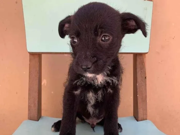 Cachorro ra a Não sabemos idade 2 a 6 meses nome Ainda não tem nome