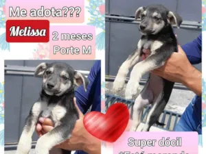 Cachorro raça SRD idade 2 a 6 meses nome Melissa
