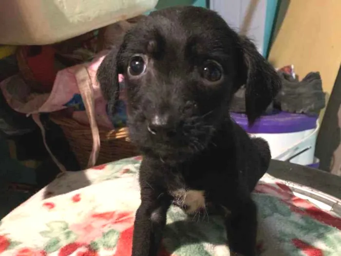 Cachorro ra a Não sabemos idade 2 a 6 meses nome Ainda não tem nome