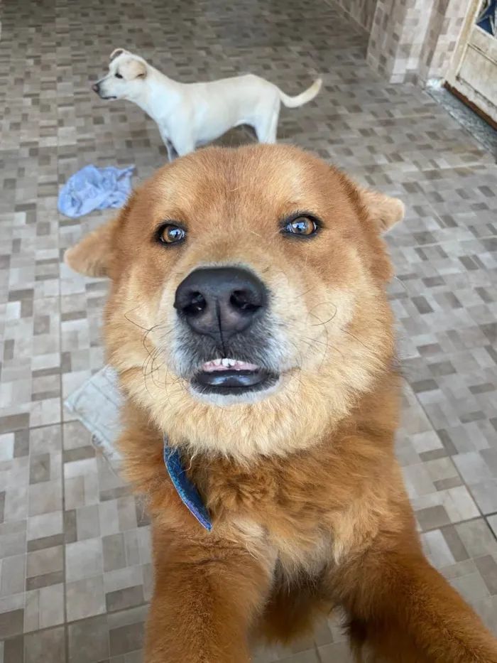 Cachorro ra a Chow chow  idade 3 anos nome Pipoca 