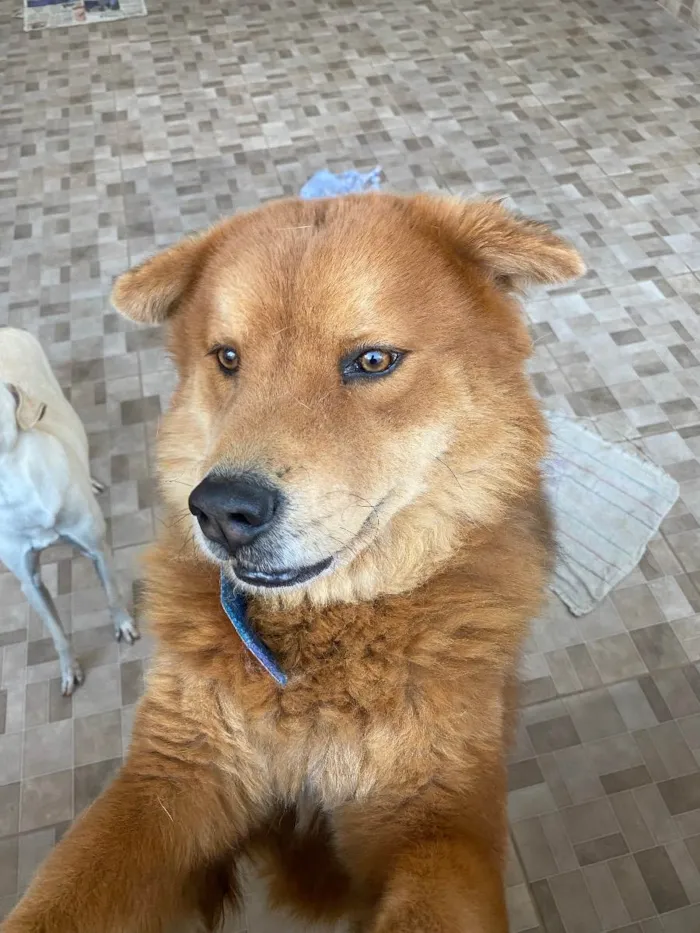 Cachorro ra a Chow chow  idade 3 anos nome Pipoca 