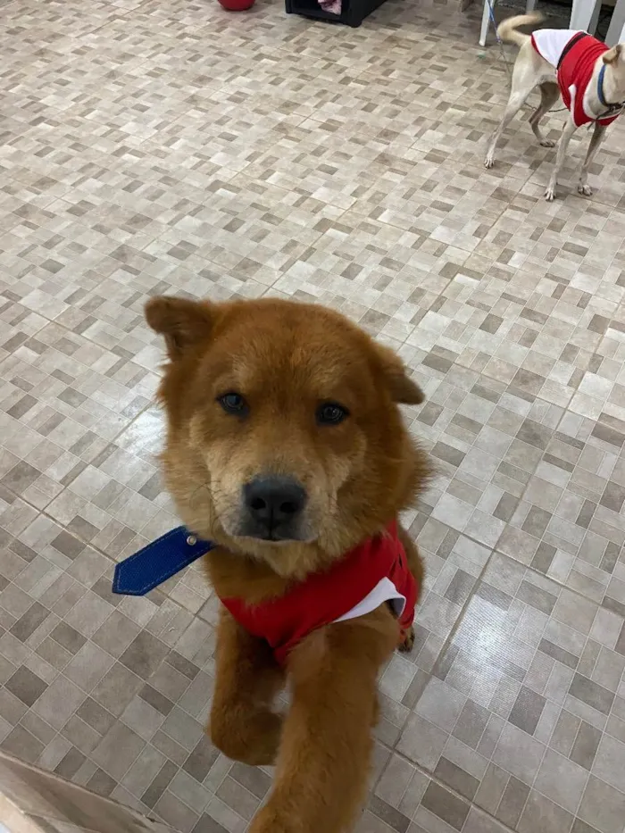 Cachorro ra a Chow chow  idade 3 anos nome Pipoca 