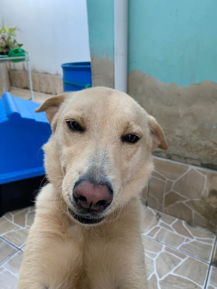 Cachorro ra a Raça indefinida com chow chow  idade 2 anos nome Pandora 