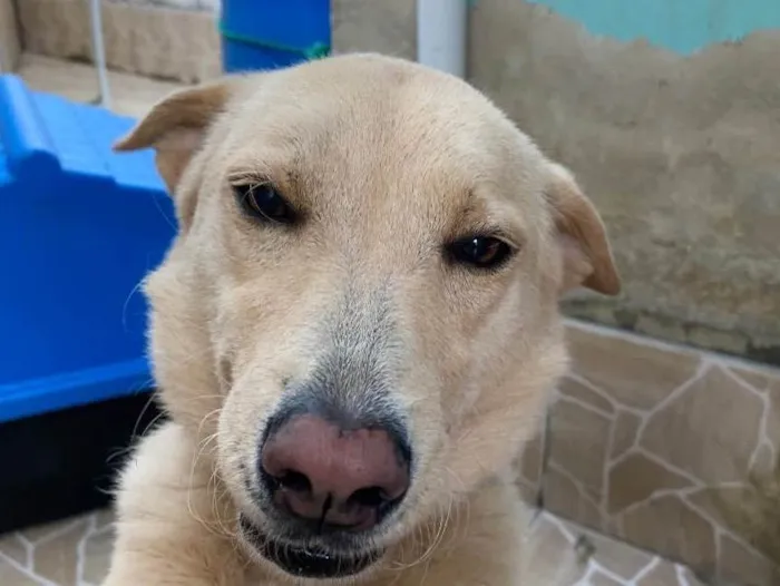 Cachorro ra a Raça indefinida com chow chow  idade 2 anos nome Pandora 