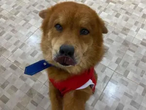 Cachorro raça Chow chow  idade 3 anos nome Pipoca 