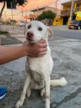 Branquinho