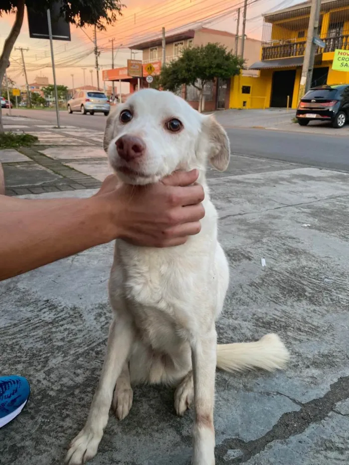 Cachorro ra a Vira-lata idade 3 anos nome Branquinho
