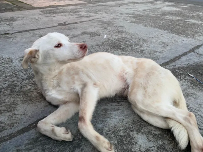 Cachorro ra a Vira-lata idade 3 anos nome Branquinho
