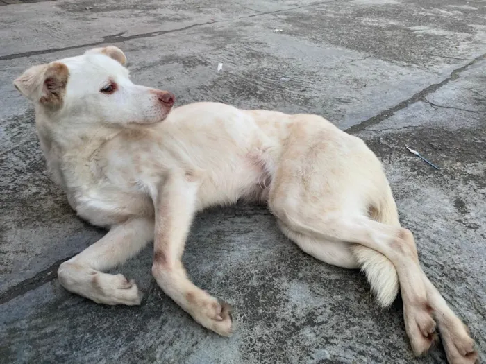 Cachorro ra a Vira-lata idade 3 anos nome Branquinho