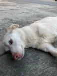 Branquinho