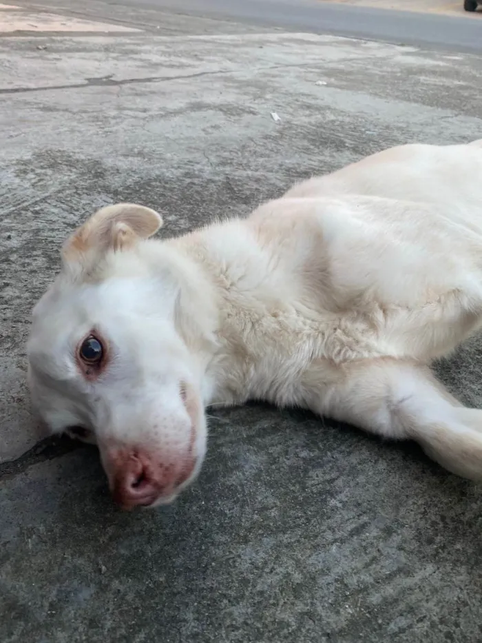 Cachorro ra a Vira-lata idade 3 anos nome Branquinho