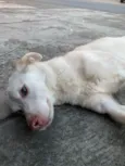 Branquinho