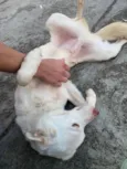 Branquinho
