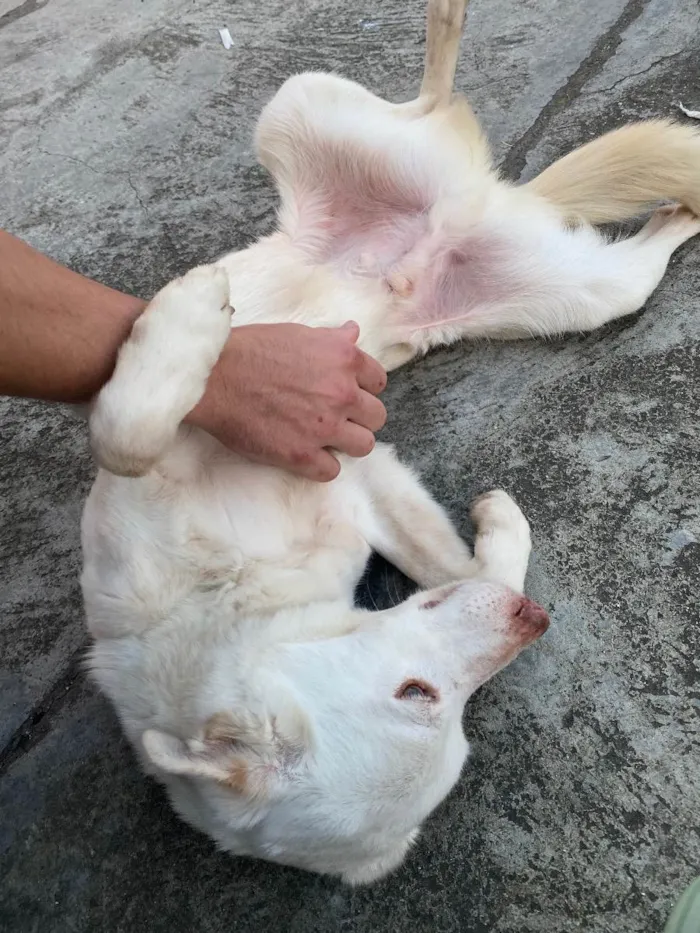 Cachorro ra a Vira-lata idade 3 anos nome Branquinho